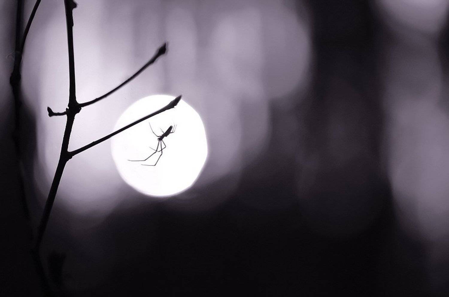 , Вячеслав Мищенко