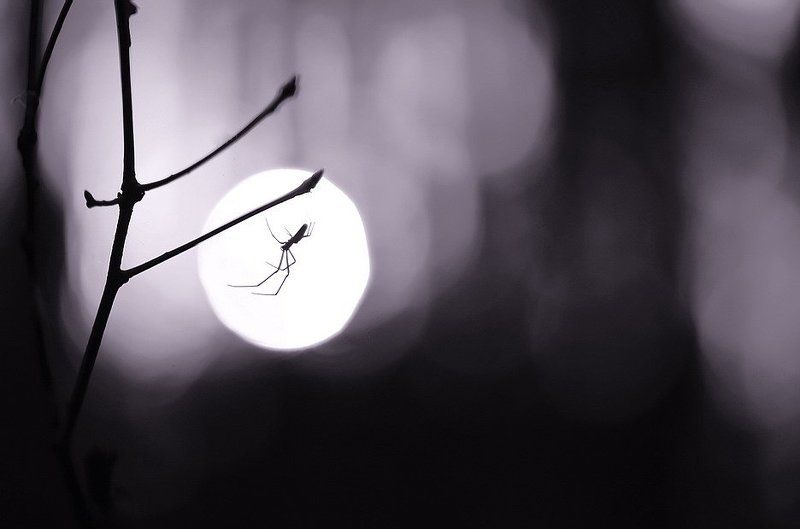 Лунатик. фото превью