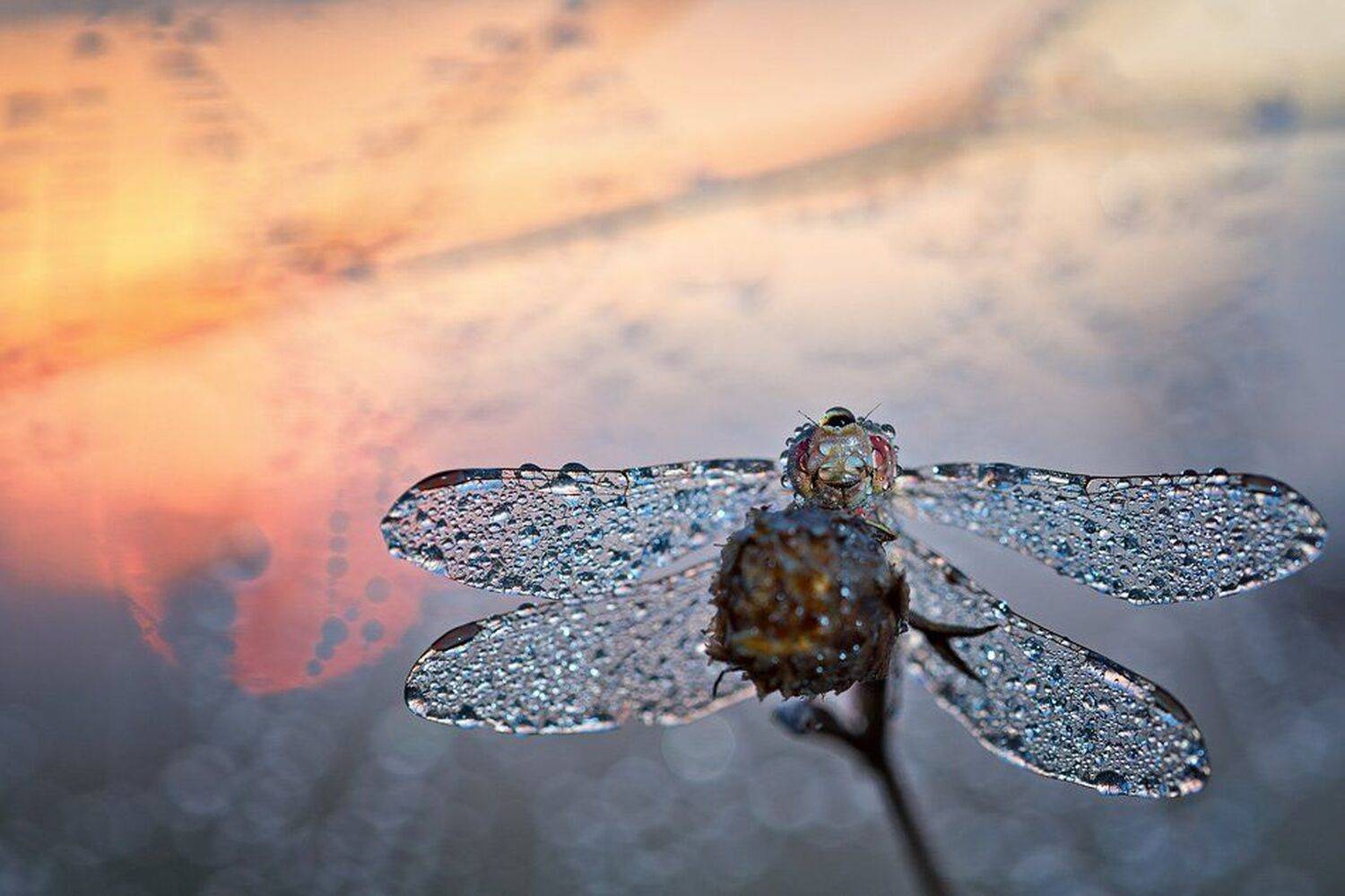 , Юрий Сорокин