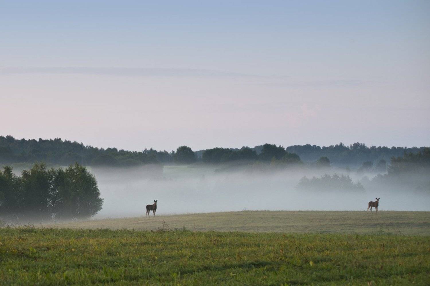 , Rimantas Bikulcius