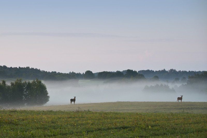 Пейзаж с лосями фото превью