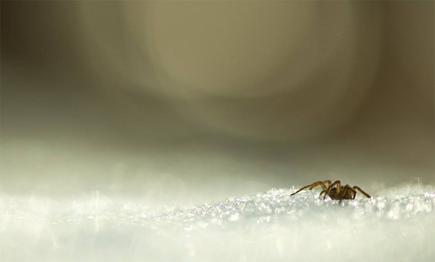 , Геннадий Мещеряков