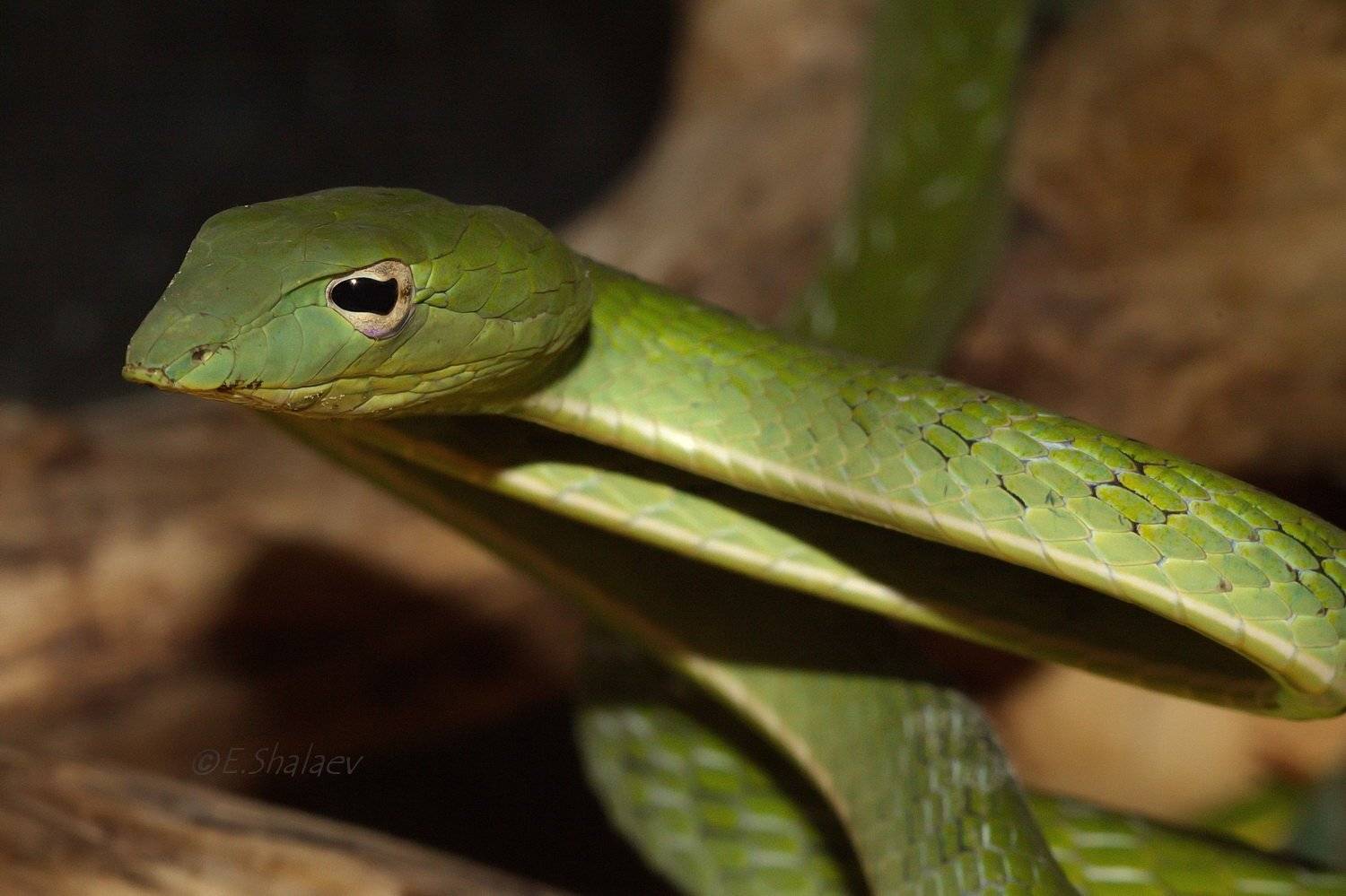 Ahaetulla nasuta, Green Vine Snake, Змея, Плетевидная змея, Рептилии, Евгений