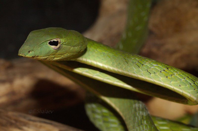 Ahaetulla nasuta, Green Vine Snake, Змея, Плетевидная змея, Рептилии Green Vine Snake ,Плетевидная змея носатая - Ahaetulla nasuta фото превью