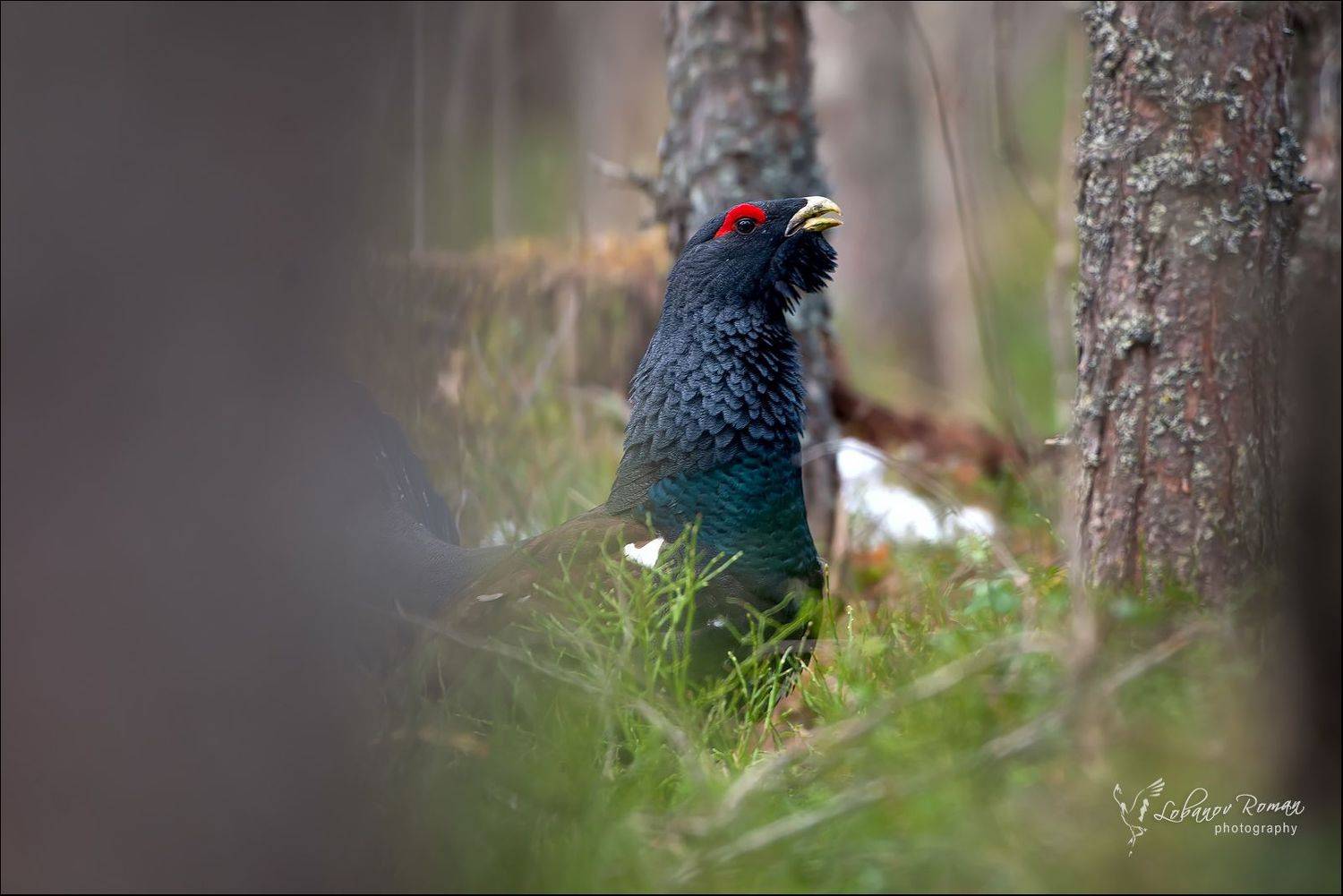 , Лобанов Роман