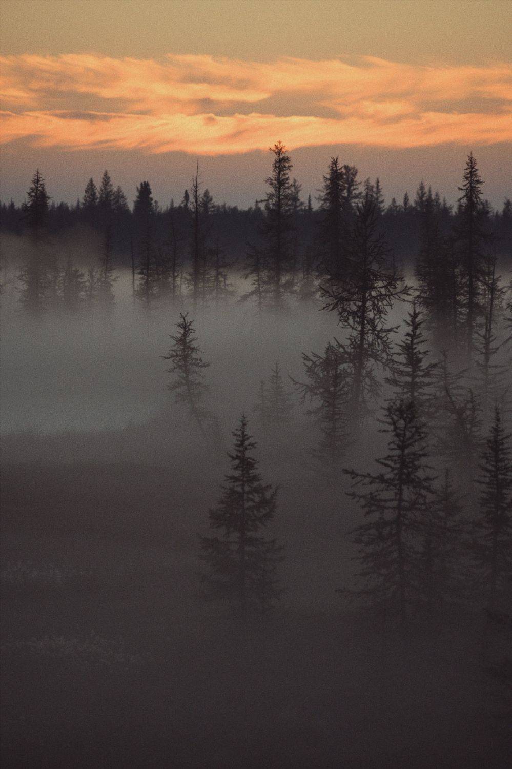 , Нуреев Камиль