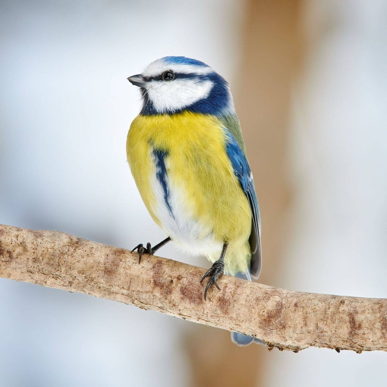 , Александр Семенов