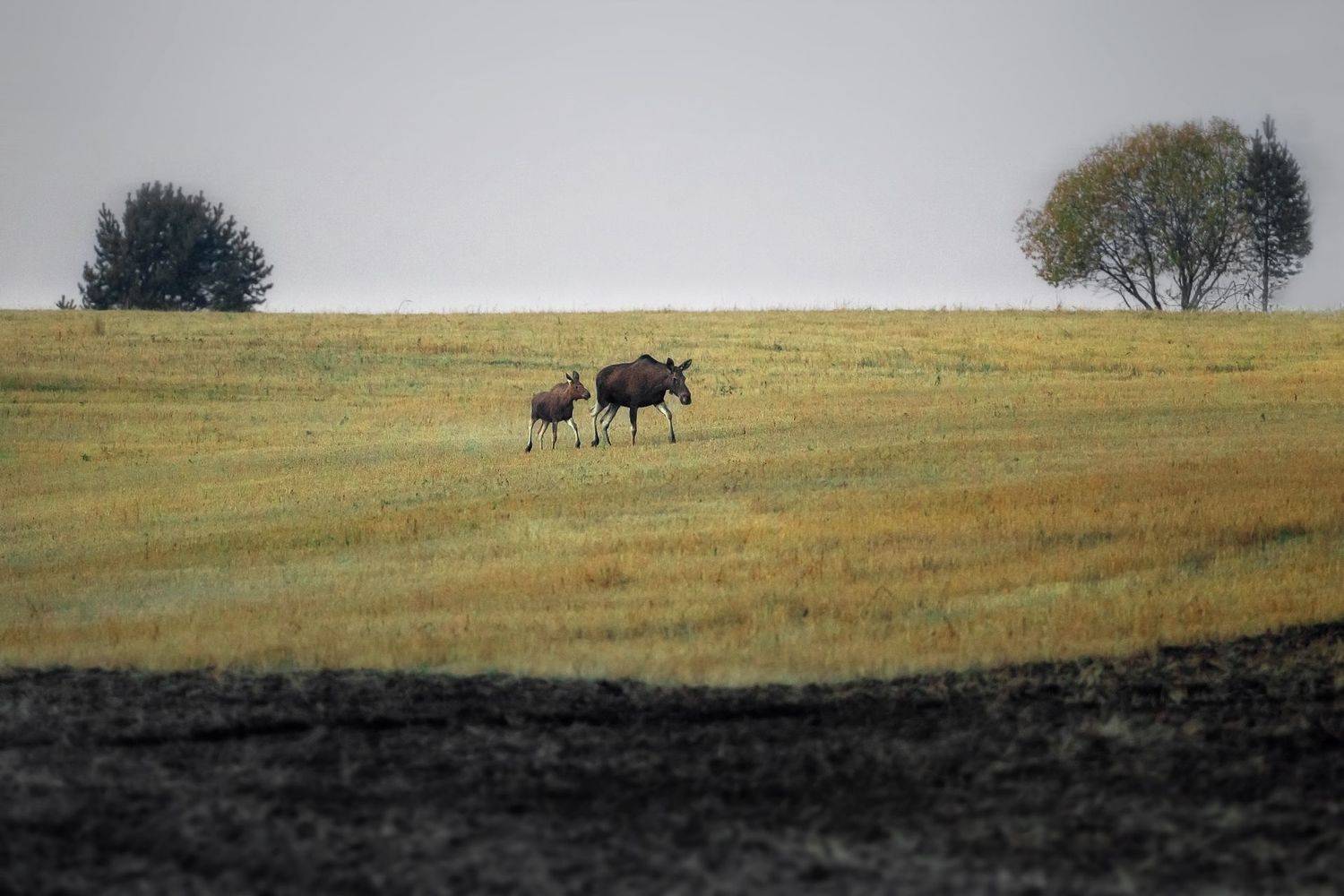 , Vyacheslav Lozhkin