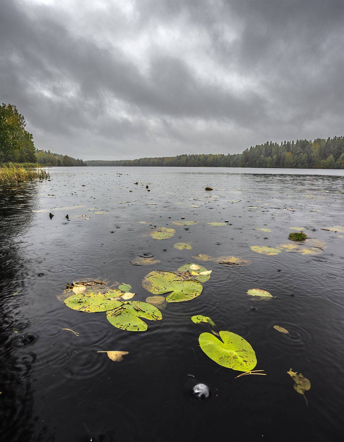 , Николай Андреев
