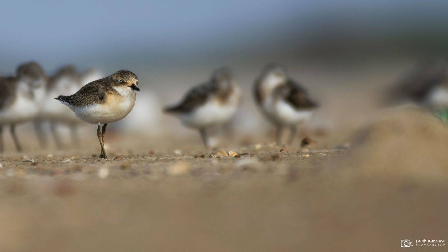 lesser sand plover,  nature, 35awards, 35photo, wildlife, bird, birds, birds of india, parth, parth kansara, parth kansara wildlife, indian wildlife, photo, photography, kutch, natures, birds of kutch, nakhatrana, kutch wildlife,, parth kansara