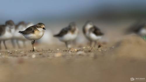 lesser sand plover