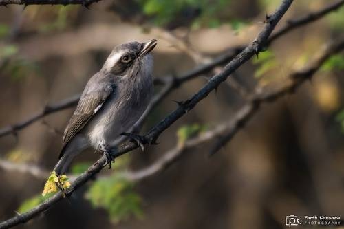 common Woodshrike