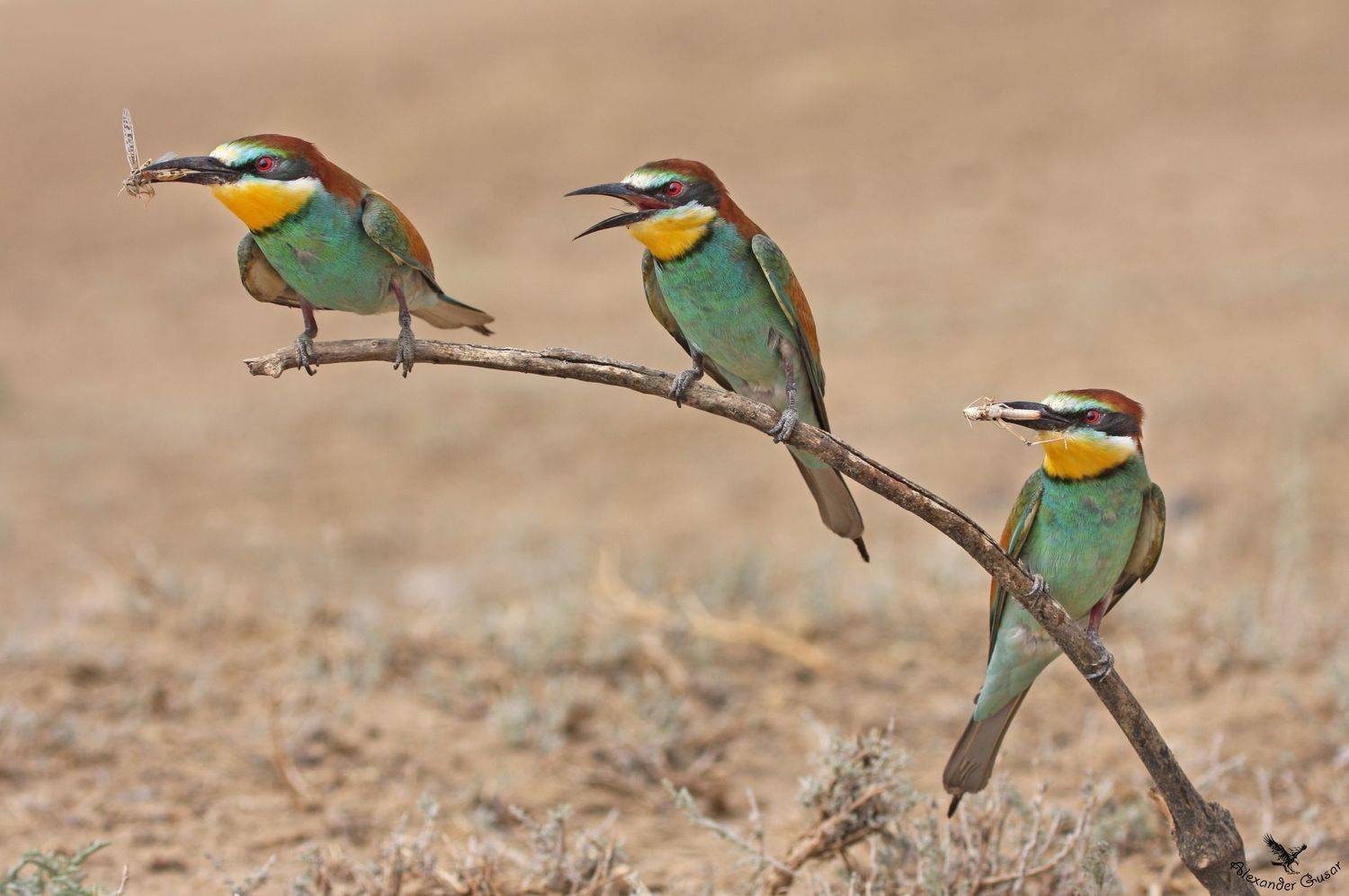 золотистая щурка., Александр Гусар