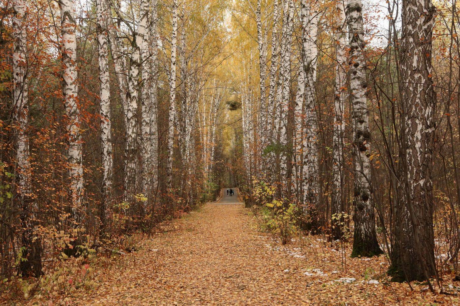 осень,аллея,деревья,природа, Козлова Галина