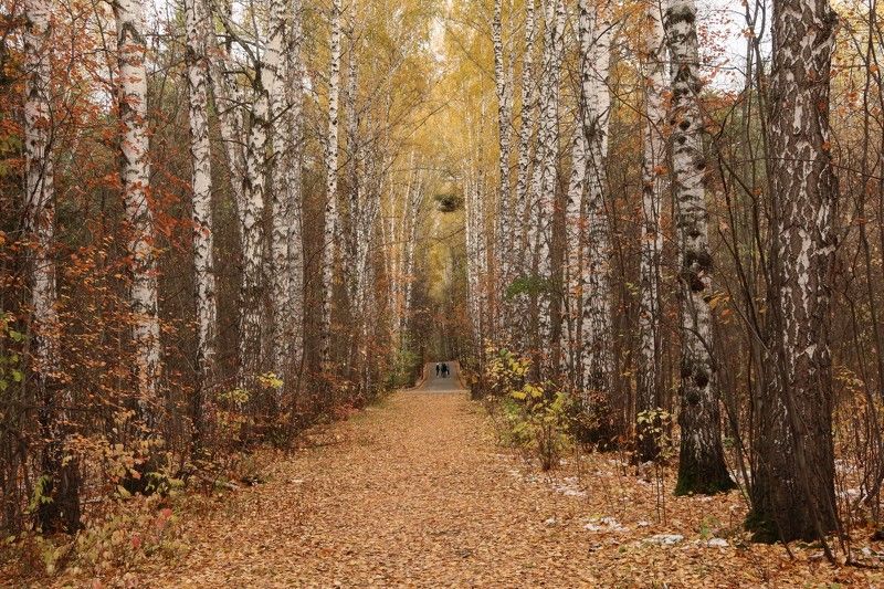 осень,аллея,деревья,природа Осенние прогулки фото превью