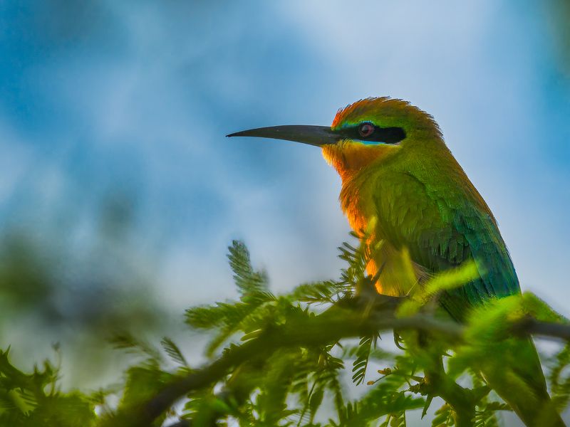 Green bee eater фото превью
