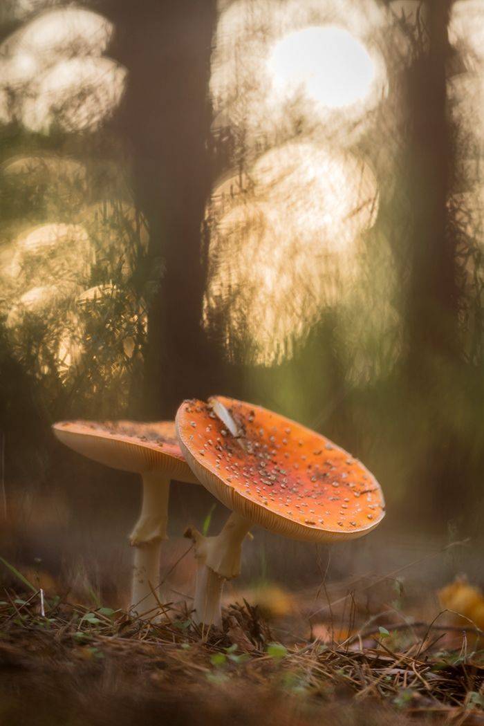 , Илья Михеев