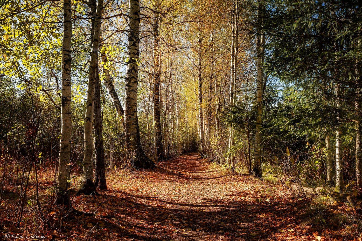 роща, березы, осенний пейзаж, золотая осень, лес, Соколова Елена