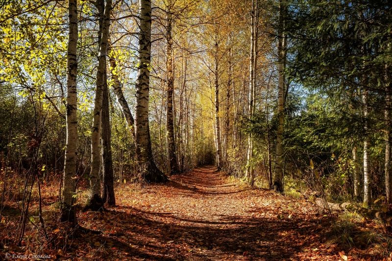 роща, березы, осенний пейзаж, золотая осень, лес Золотая роща фото превью