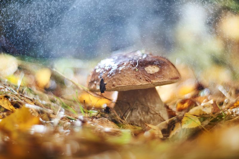 * фото превью