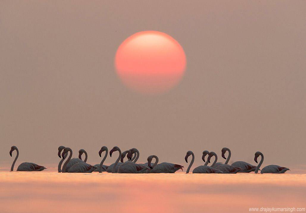 Greater flamingos, Dr Ajay Kumar Singh