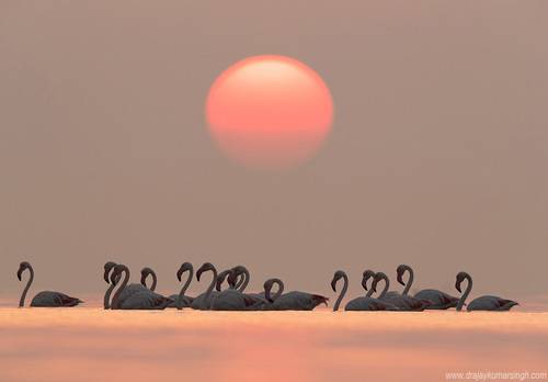 Greater flamingos
