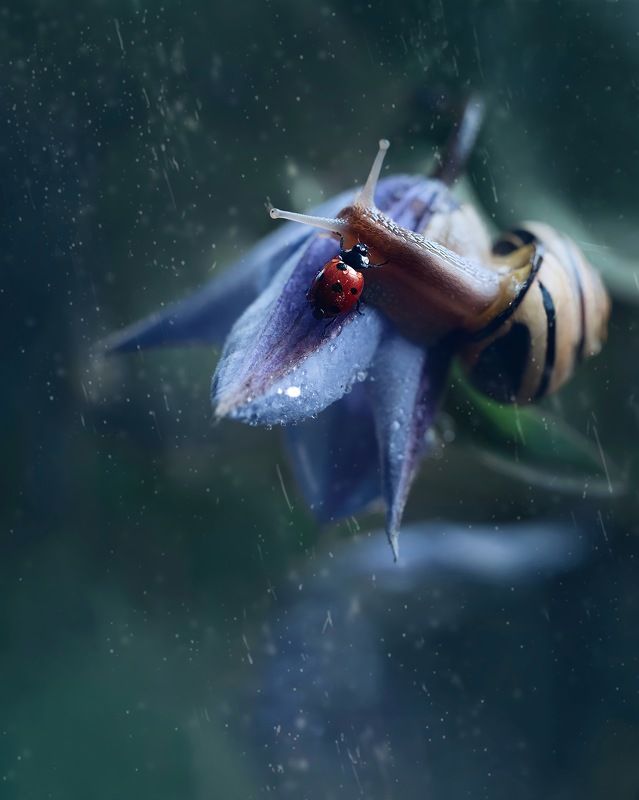 природа , макро , насекомые , nature , macro , ladybug Встреча фото превью