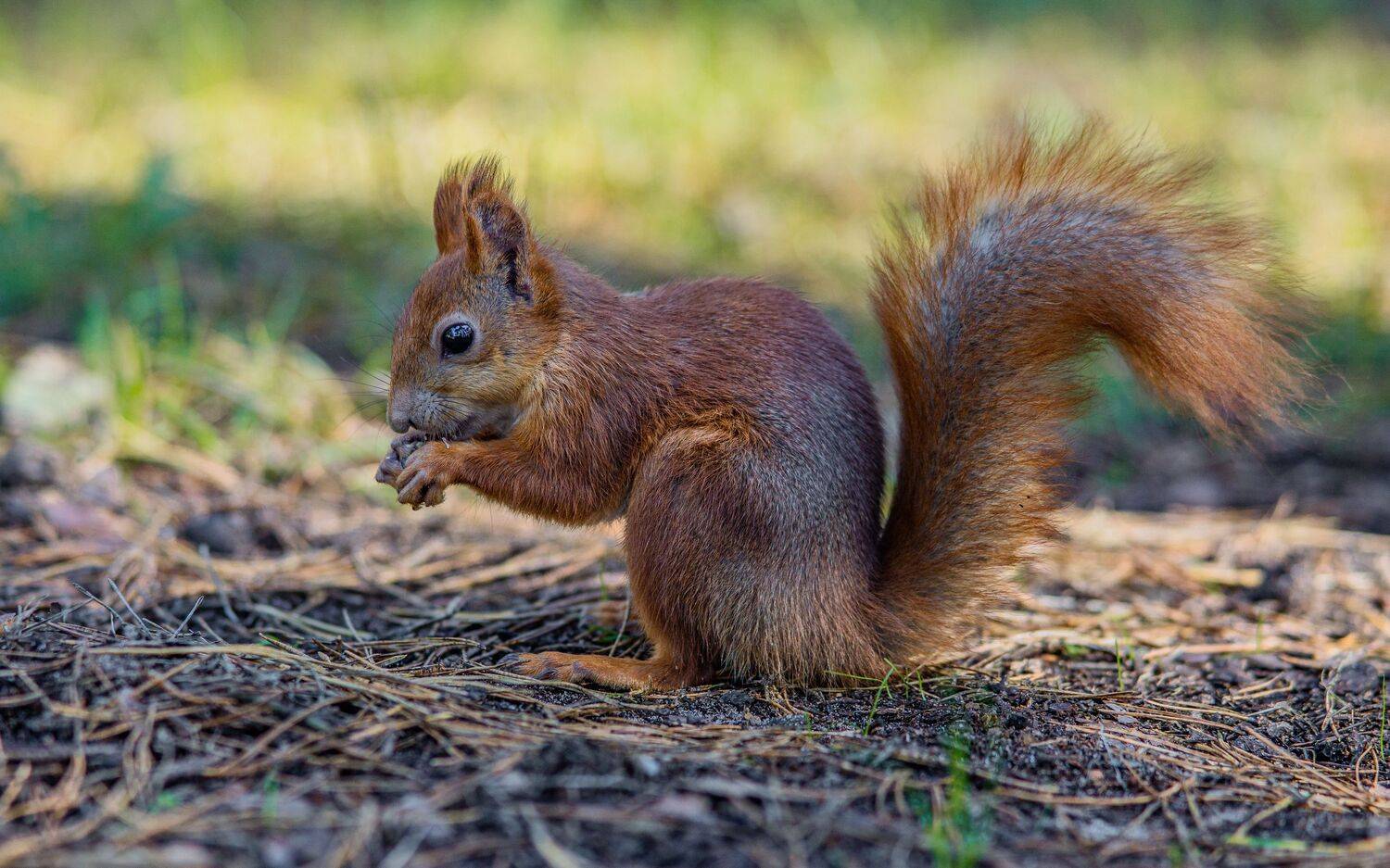 , Юрий Вертиков