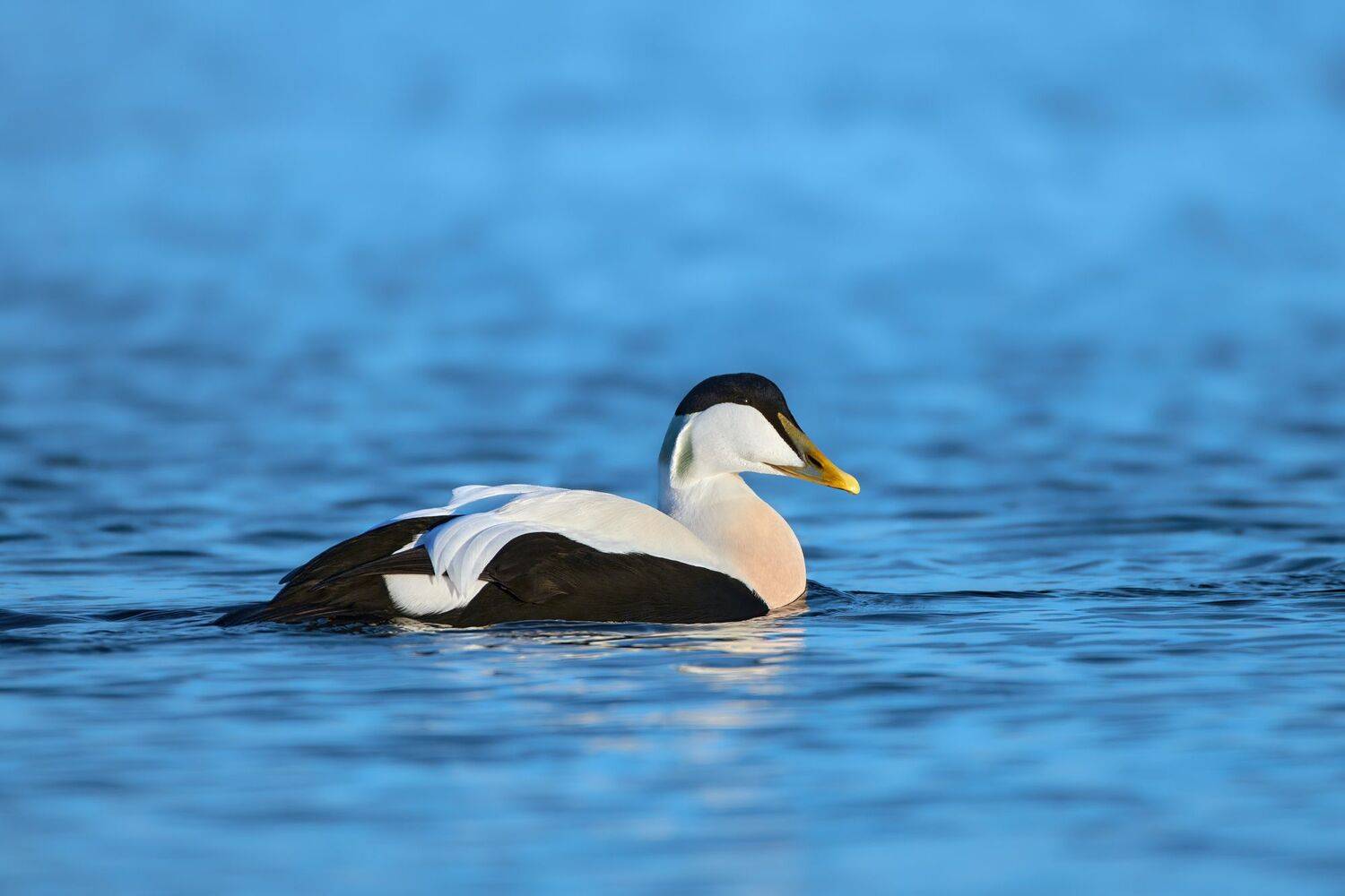 #bird #wildlife #nature #birdphotography, Александр Семенов
