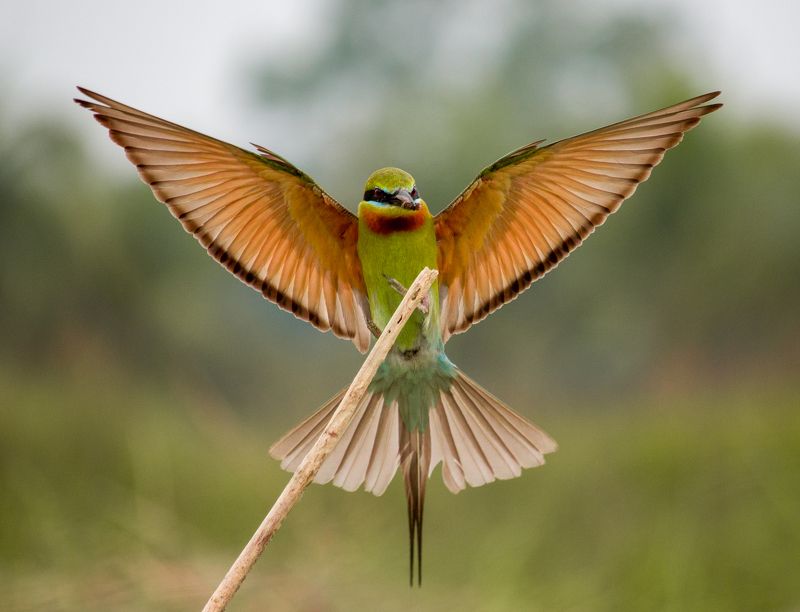 Landing фото превью