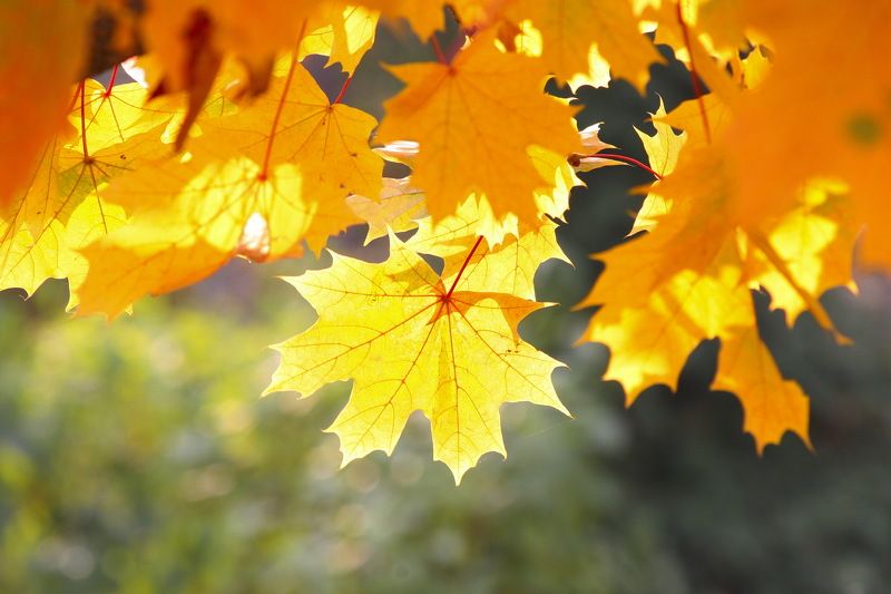 ***** фото превью