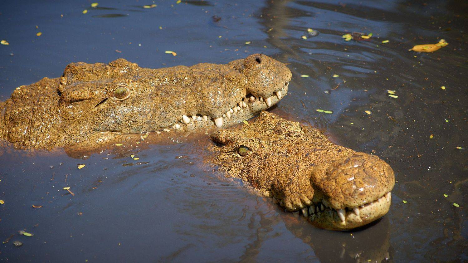 , Вячеслав Владимирович