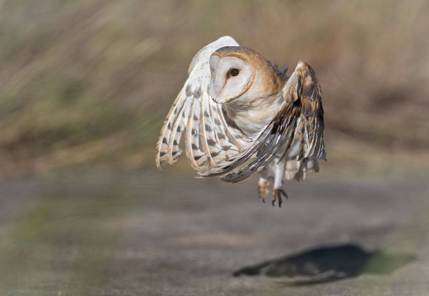 , Мартин Попов
