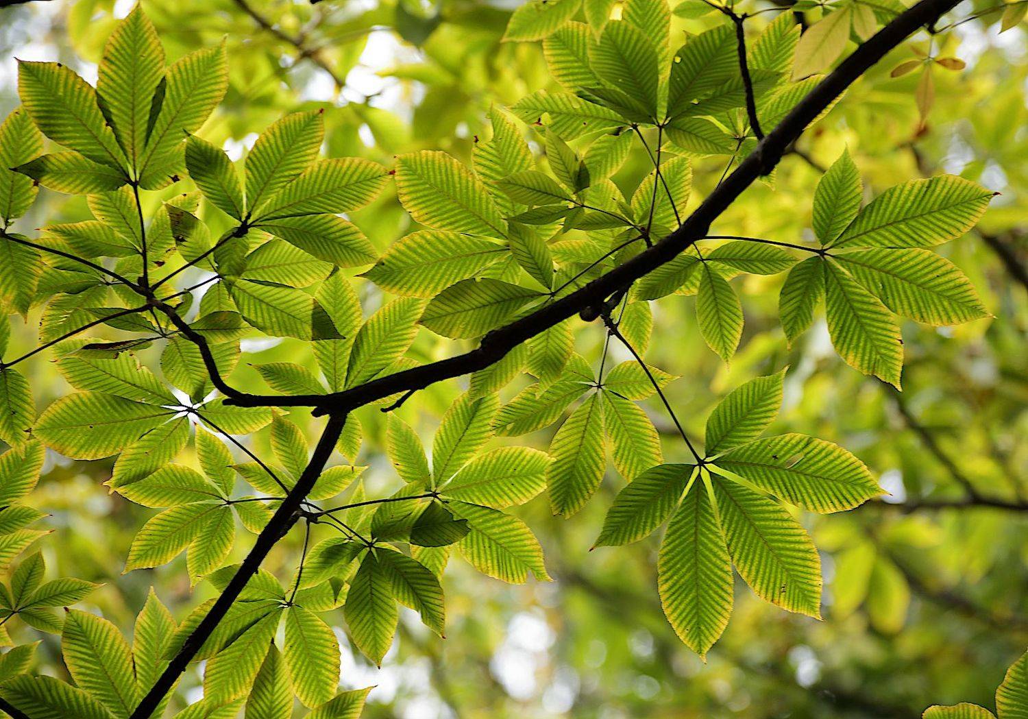 листья, конский, каштан, Александр Зорин