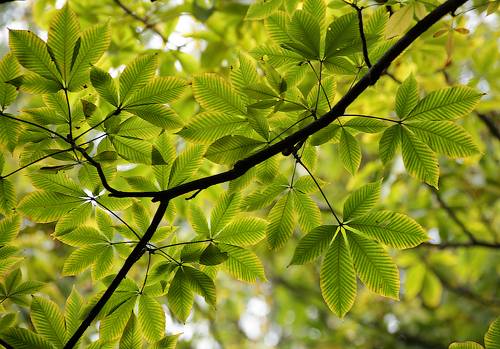 Aesculus glabra