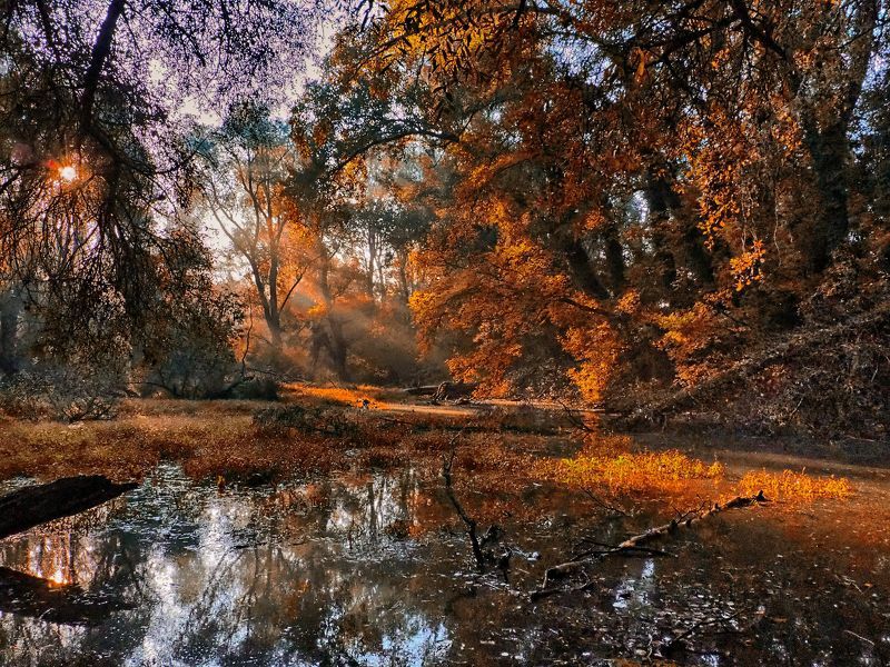 Autumn colors фото превью