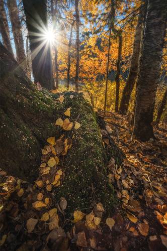Золотой ручей из листьев
