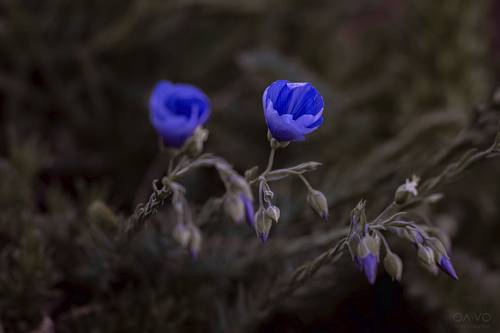 Живые сапфиры