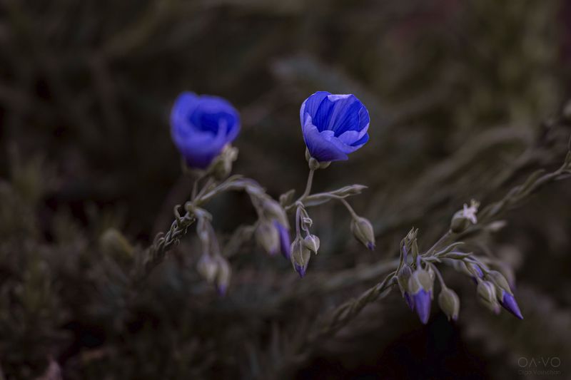цветок, цветы, макро, природа, голубой цветок, Крым, Россия, природа России, nature, Russia, flower, blue flowers Живые сапфиры фото превью