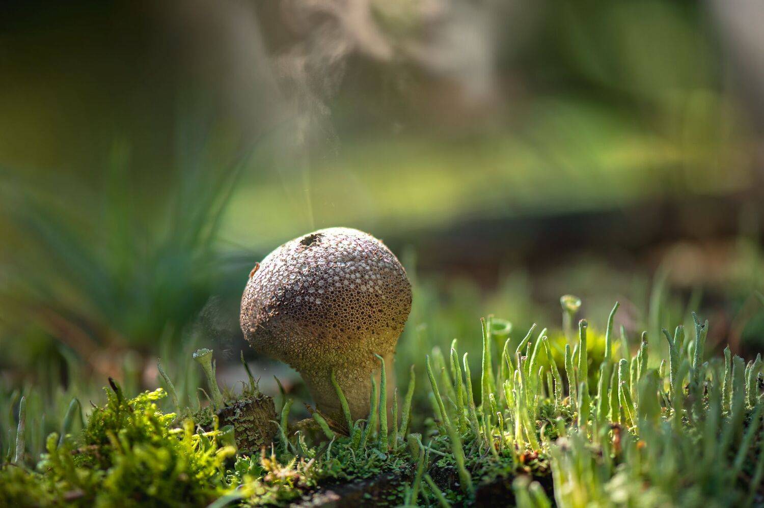 , Mariyana Atanasova - Lucero