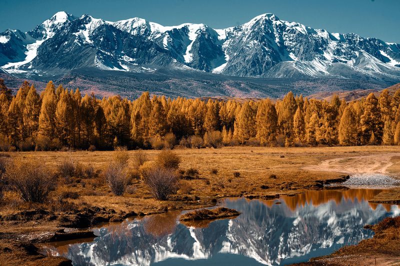 Золото Алтая фото превью