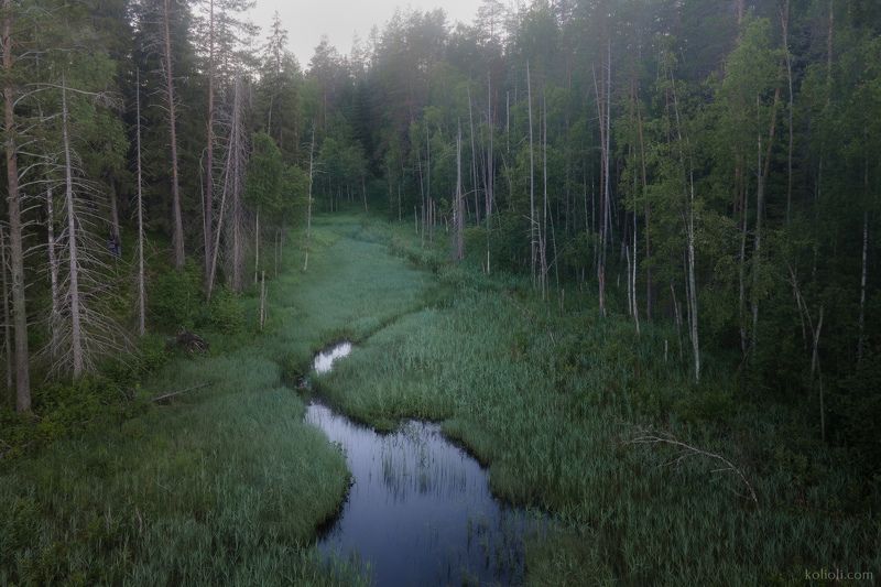 туман, долина реки смородинки, заказники ленинградской области, карельский перешеек, река в лесу, северный лес, лес с квадрокоптера, ленобласть с коптера, dji mavic, пригороды петербурга Туманное утро в заказнике Долина реки Смородинки фото превью