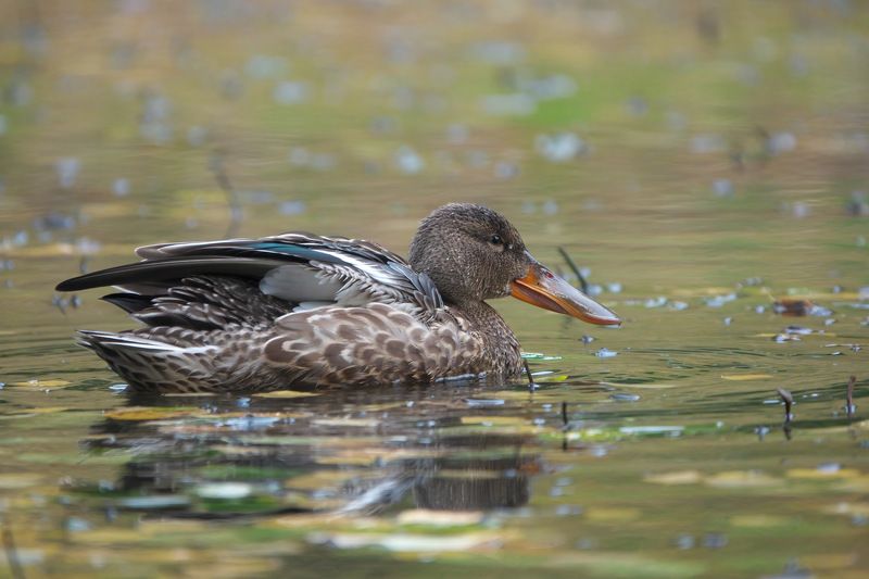 утка,широконоска,duck,northern shoveler,shoveler,spatula clypeata, Широконоска фото превью