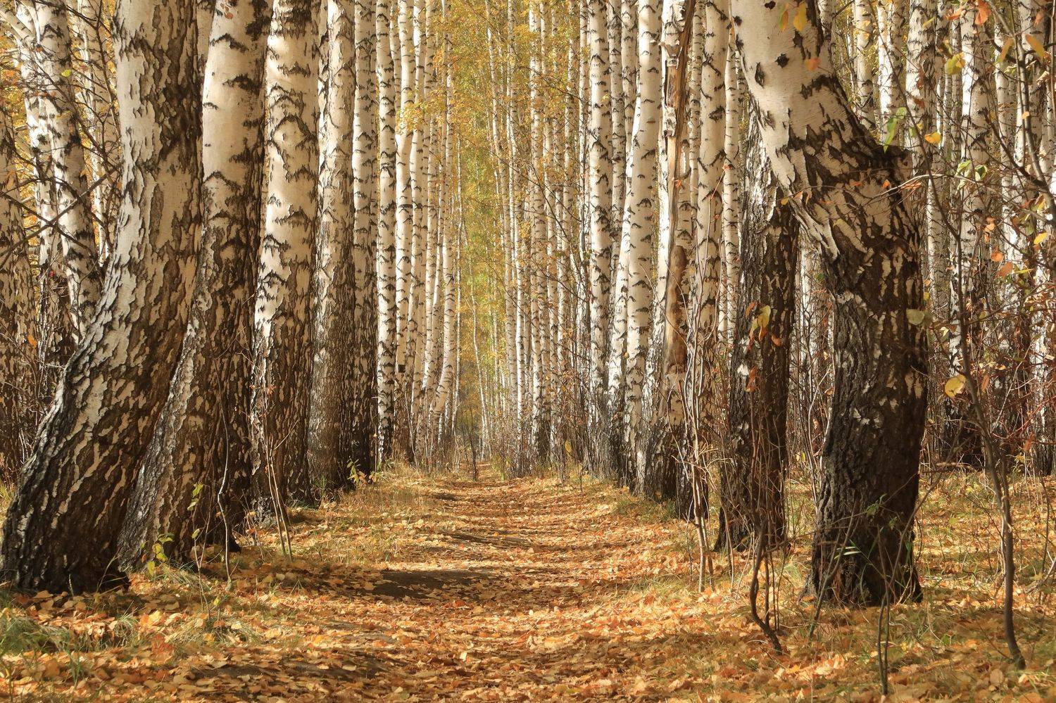 осень,природа,берёзы, Козлова Галина