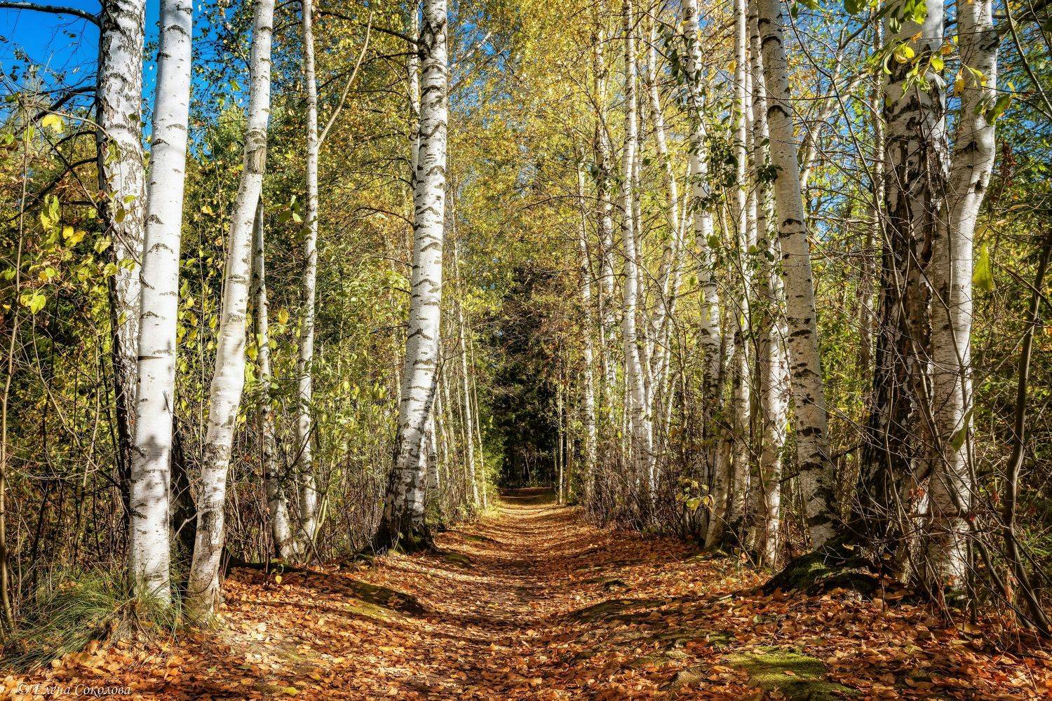 березовая роща, золотой лес, осенний пейзаж, Соколова Елена