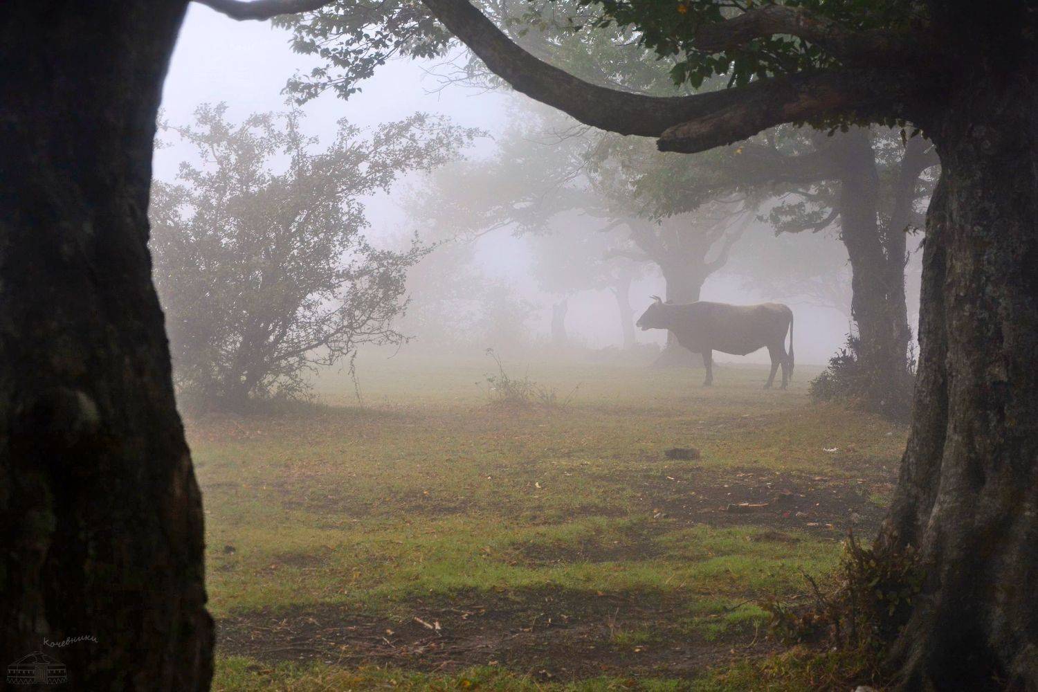 лес, туман, туманное утро, Юлия Абрамова