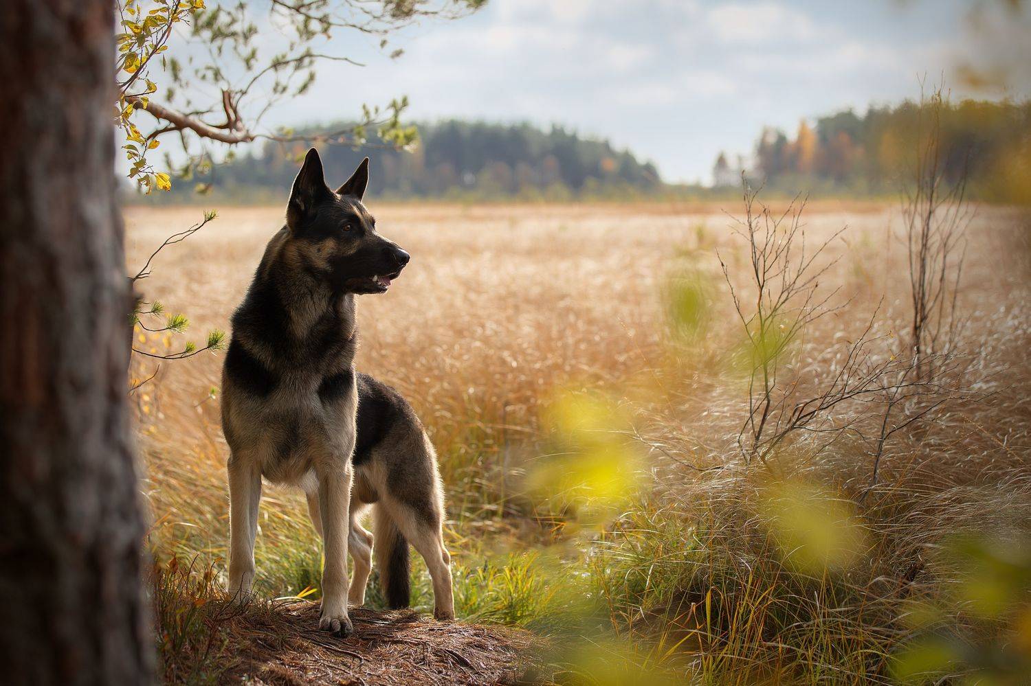 , Светлана Писарева