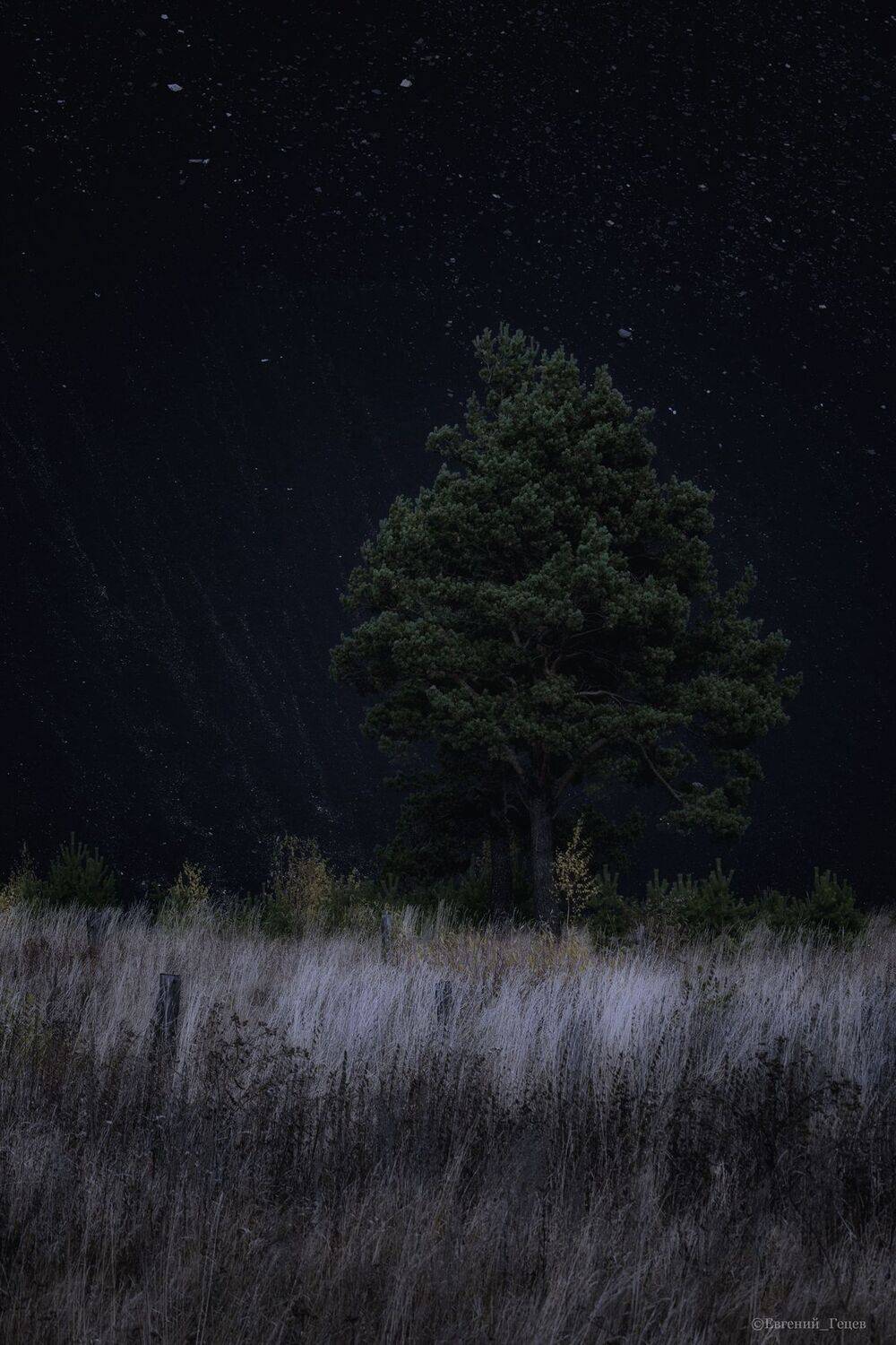 пейзаж, дерево, сосна, небо, звезды, галактика, Евгений Гецев