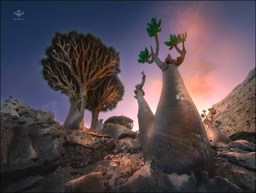 Бутылочные деревья острова Сокотра