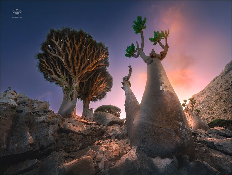 Йемен, сокотра, бутылочные деревья Бутылочные деревья острова Сокотра фото превью